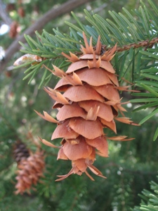 Pseudotsuga menziesii